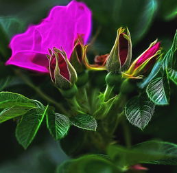 花蕾膏，呵护花朵的神奇宝藏