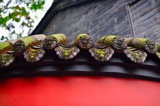 边条参，中国传统的名贵中药材